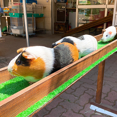 モルモットの橋渡りショー“モールウェイ”（宝登山小動物公園）