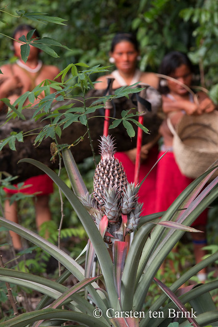 Among the Yanomami - wild pineapple [bc2550e]