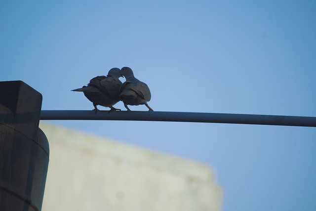 Kissing pigeons!