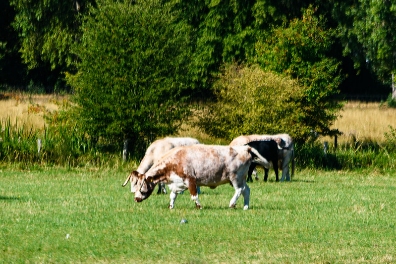 Oxfordshire: longhorns, Christ Church Meadow