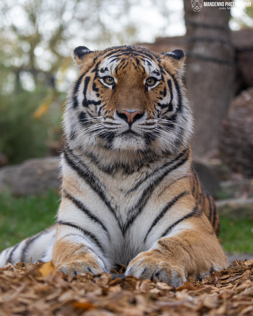 Siberian Tigress - Allwetterzoo Munster