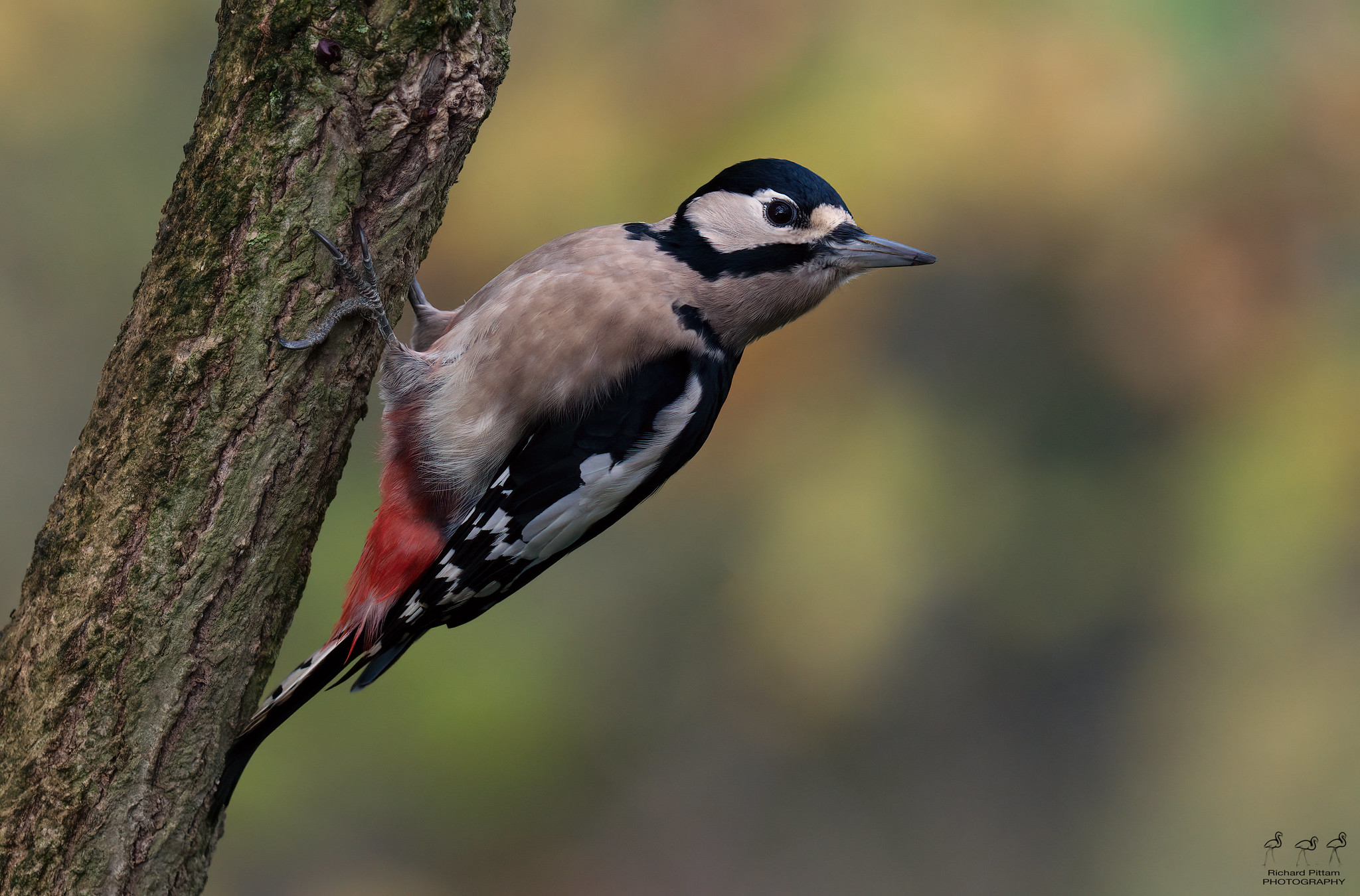 Great Spotted Woodpecker with Autumn backdrop