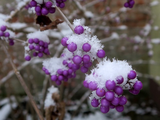 Schönfruchtbeeren im Schnee