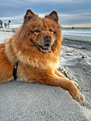 Moshi O'Side Beach 11-17-22 by rod1691, Moshi At Sunset North Beach Oceansideflickrpro southern california dawn unitedstates nature beauty u