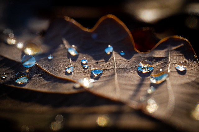 Raindrops on a autumn leaf