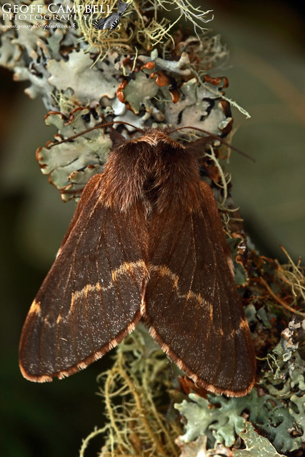 Female December Moth (Poecilocampa populi)