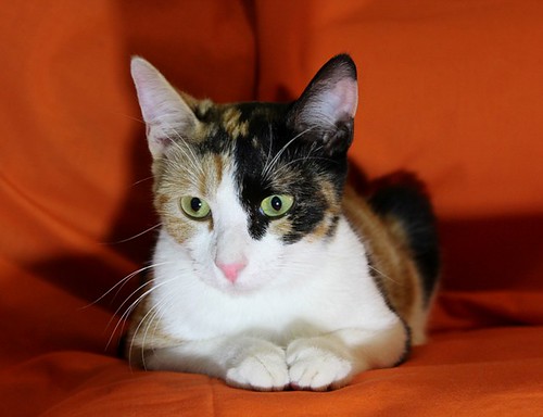 Adele, gata tricolor calicó muy dulce de ojos verdes esterilizada, nacida en Mayo´22, en adopción. Valencia. ADOPTADA. 52509075333_97fd18eb80