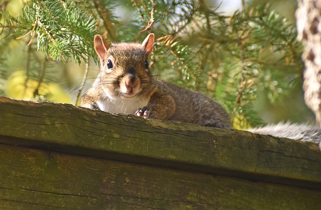 Surprised squirrel on a fence (Explored)