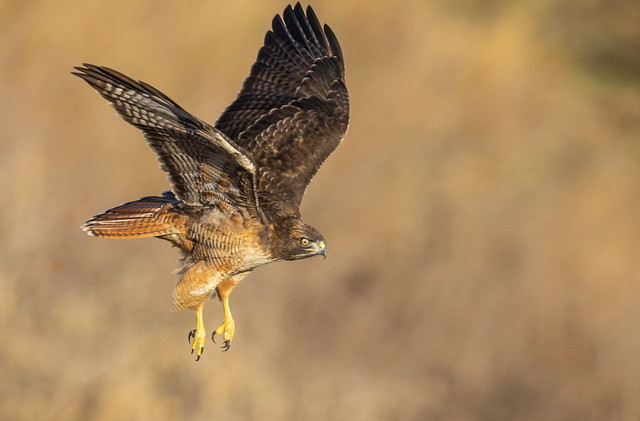 Red-tailed Hawk (R55_7906)