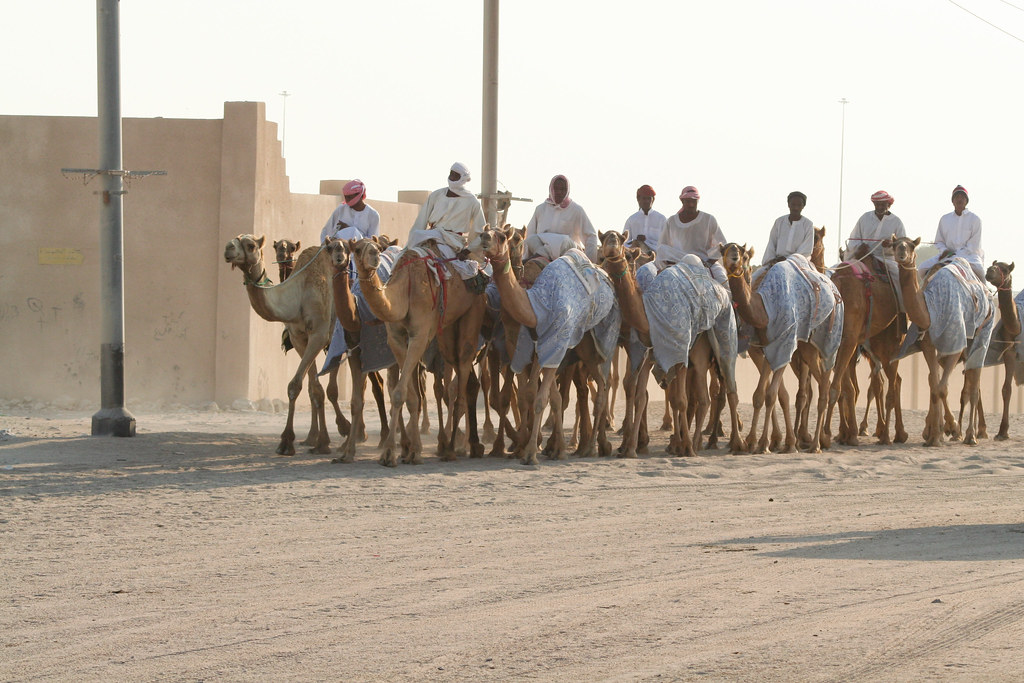 Near the village of As Shahaniya, in the centre of the country of Qatar is a large camel race track.