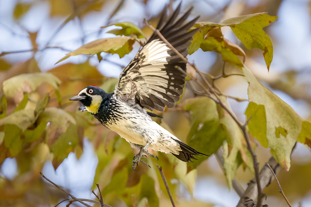 Acorn Woodpecker in flight