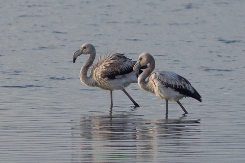 Greater Flamingo - juveniles