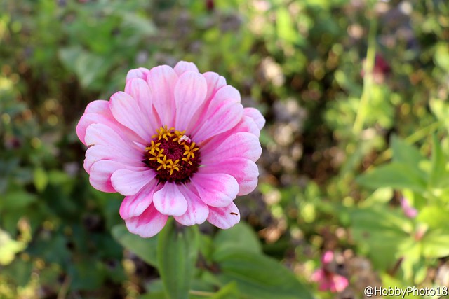 The little pink flower