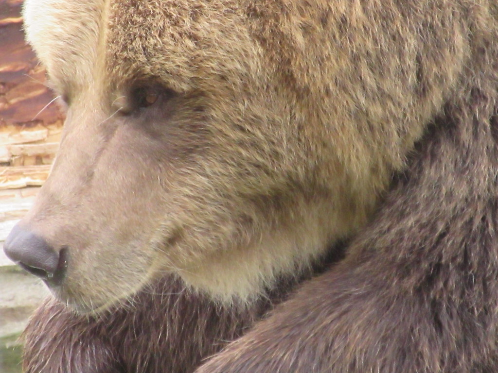 Grizzly Bear Close-up