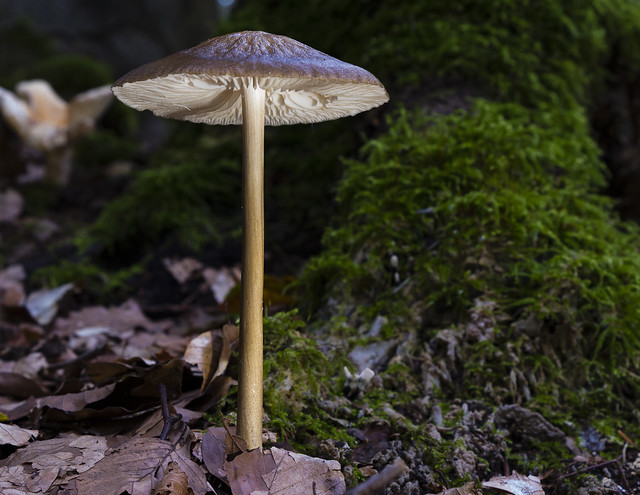 Slim mushroom