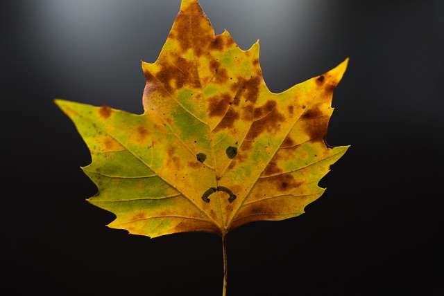 sad autumn leaf