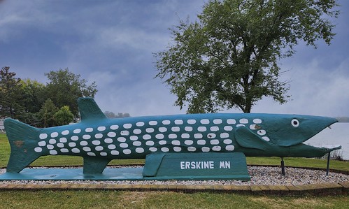 A FISH OUT OF WATER Erskine, Minnesota
They should put it back in the water.