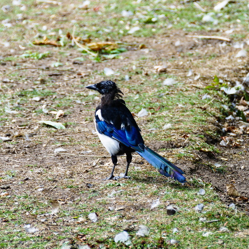 Retreating magpie