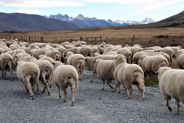 Tailing Cropped Sheep along the Hakatere Road, New Zealand