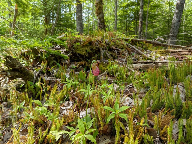 The Beautiful Forest Floor