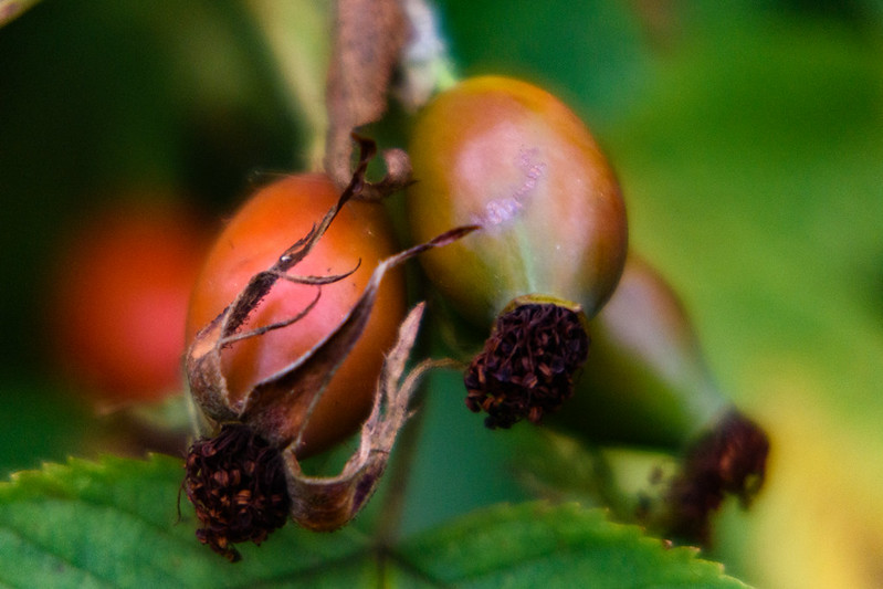 Ripening rosehips