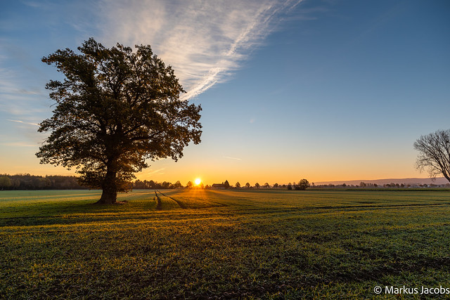 Solitary oak at sunrise