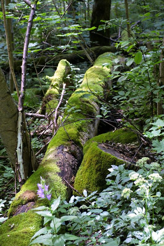 Fallen log covered in moss in a forest, near the Latvian village of Sigulda