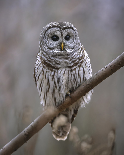 Barred Owl, Southern Ontario