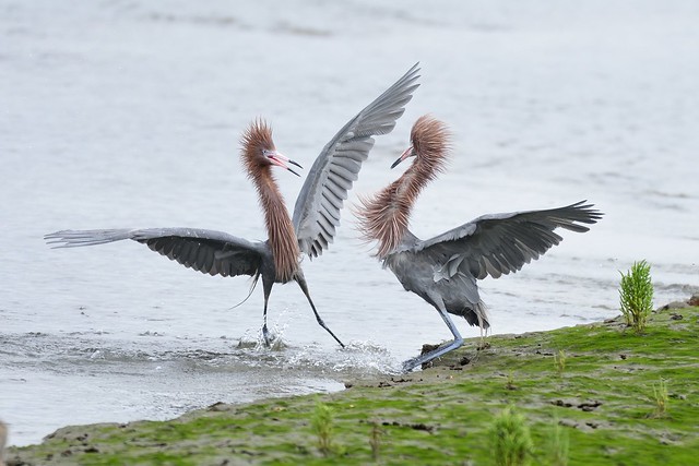 Reddish egrets  conflict