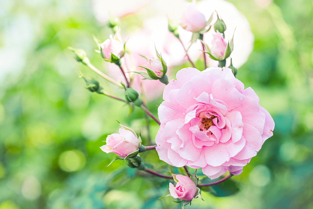Spring Roes Spring roses in my Garden. | It's been a very wet Spring thi… | Flickr