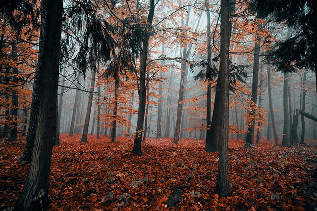 Re-colored autumn