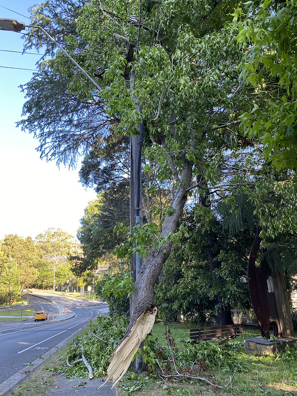 Fallen branch in high wind
