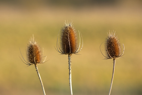 Sharp and Dry | by Future-Echoes