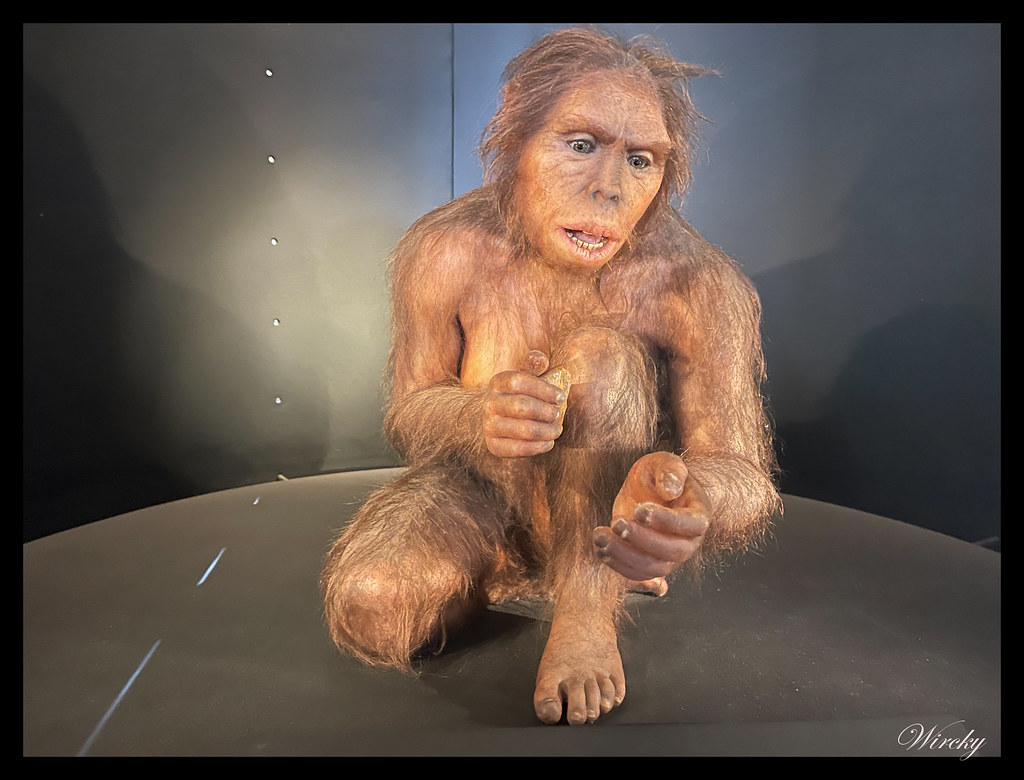 Homo habilis en el Museo de la Evolución Humana de Burgos