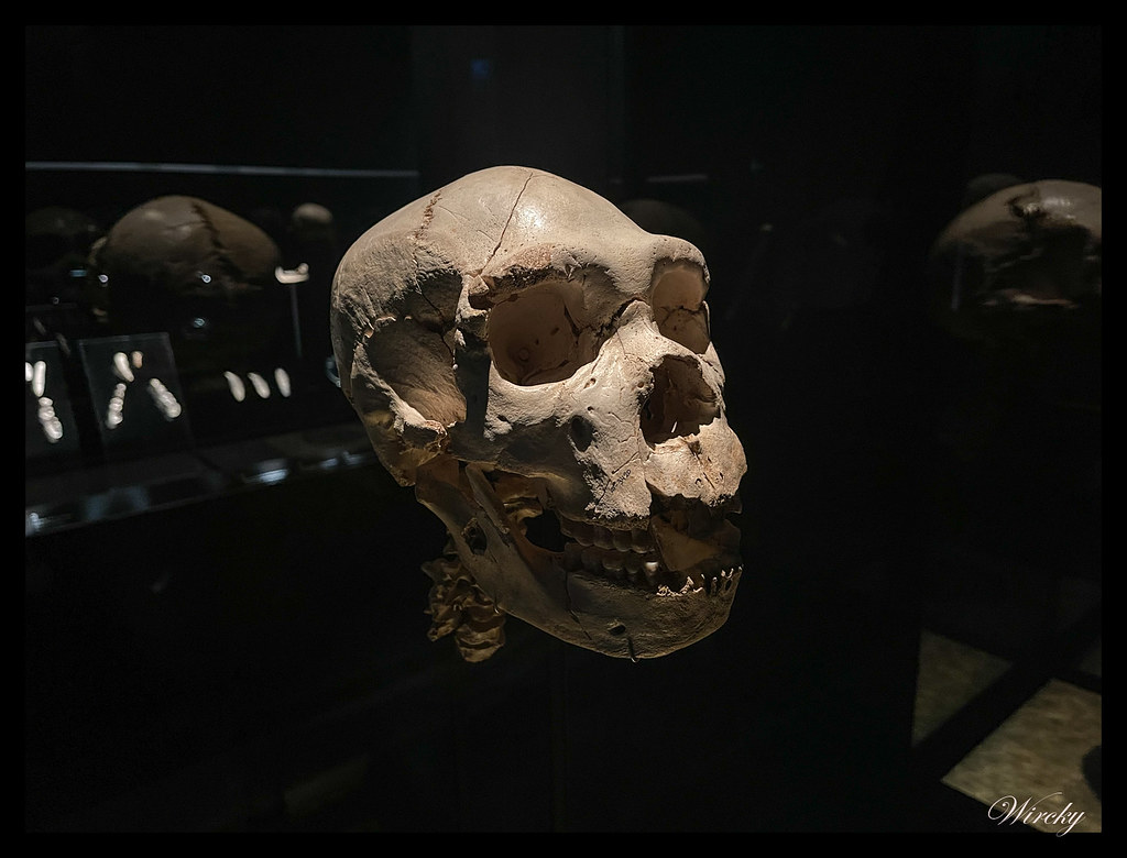 Cráneo Miguelón de Atapuerca