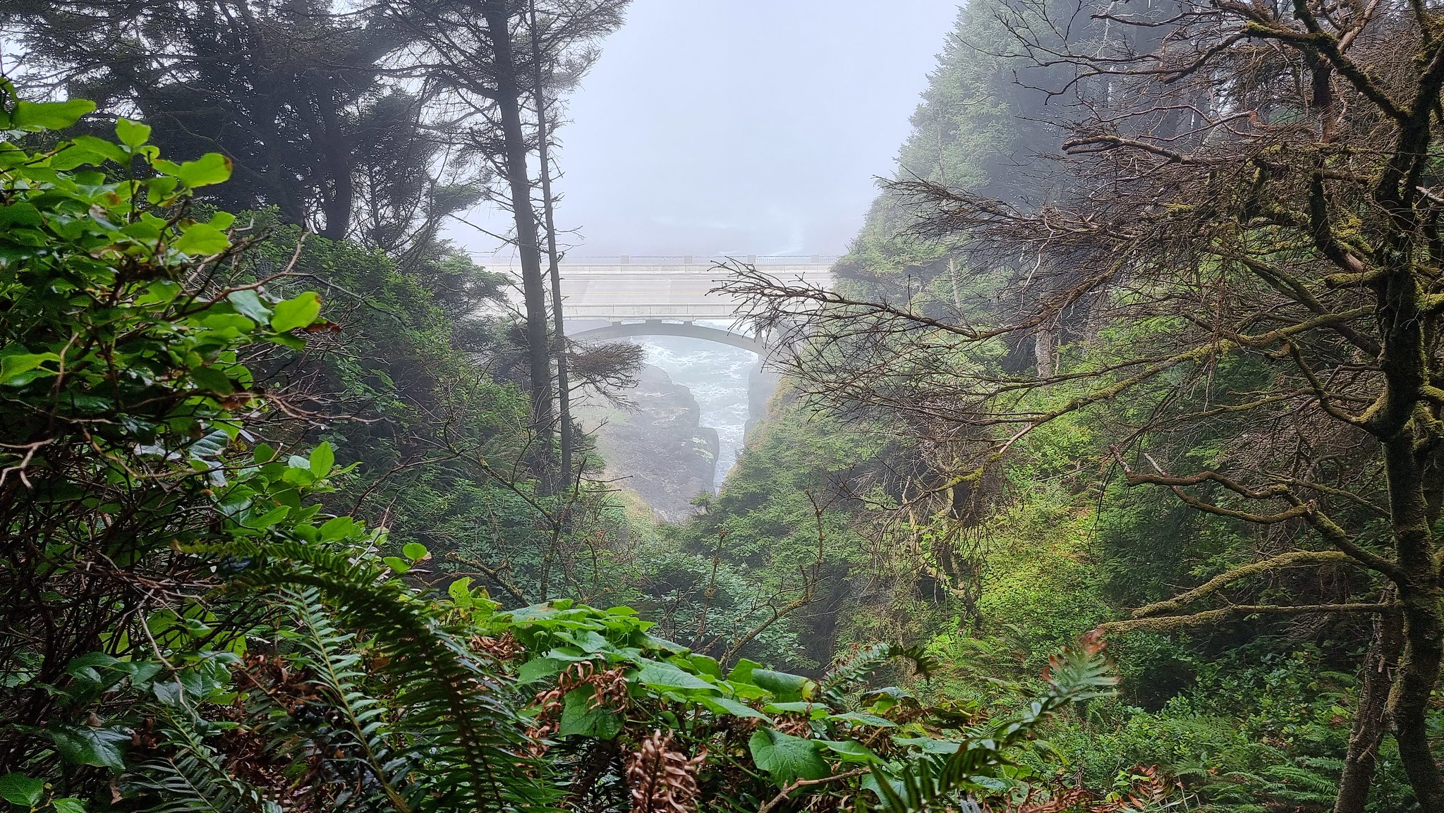 A little misty on the way back to the Cape Perpetua Visitors Center near Yachats