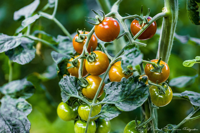Friðheimar Greenhouse Tomatenproduktion