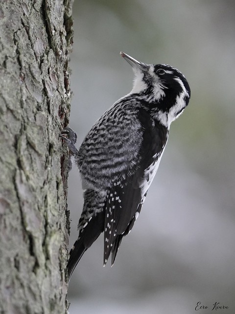 Three-toed Woodpecker ♀ (Picoides tridactylus)