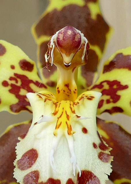 Oncidium hallii species orchid 11-22*