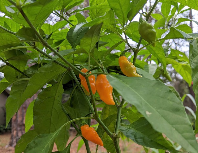 Datil peppers