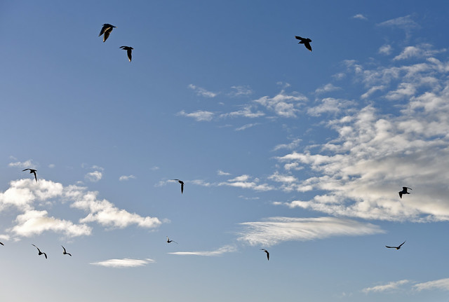 sky gulls