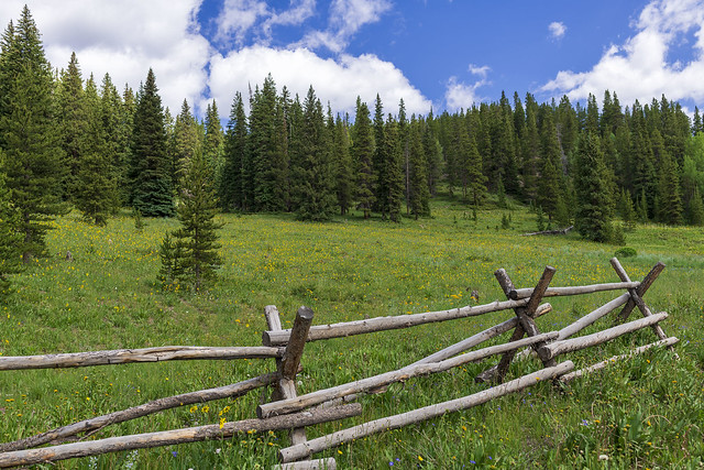 Fence and Meadow