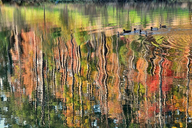Ducks in Water Abstract
