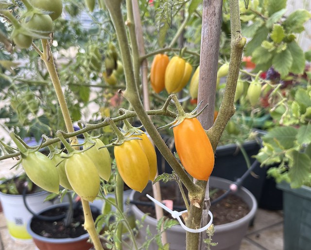 Tomatoes Growing in Garden
