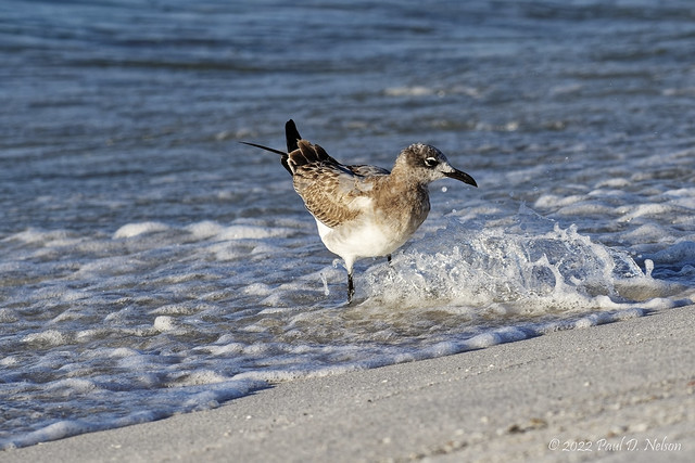 _PDN5846_Laughing Gull; Navarre Beach, Florida