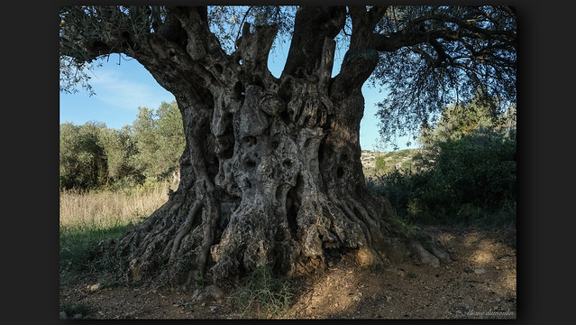 L'olivier millénaire de St Jean de Fos - France