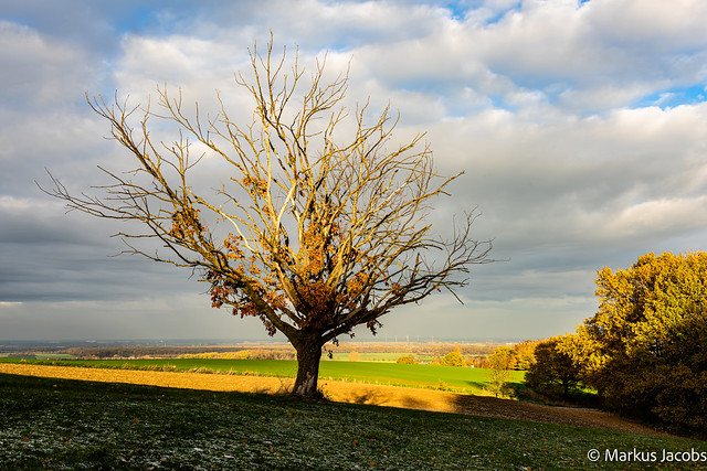 Solitary oak in autumn
