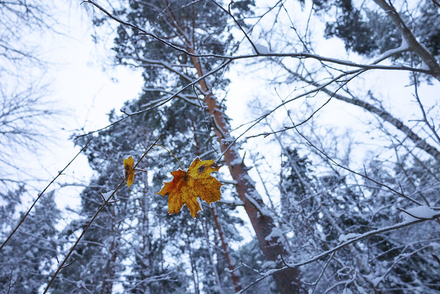Snowy trees and an autumn leaf/Snöiga träd och ett höstlöv