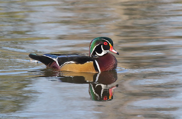 Wood Duck - 094A2760a2c1