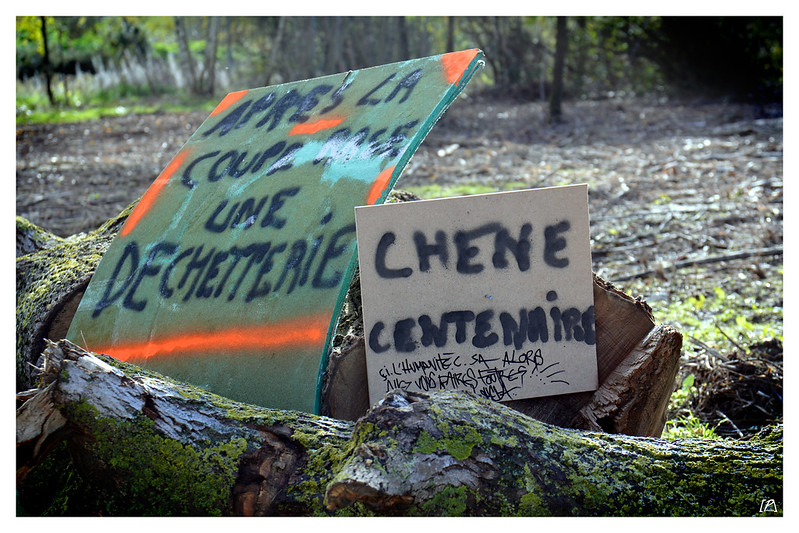1 500 m² d’arbres abattus à Rennes